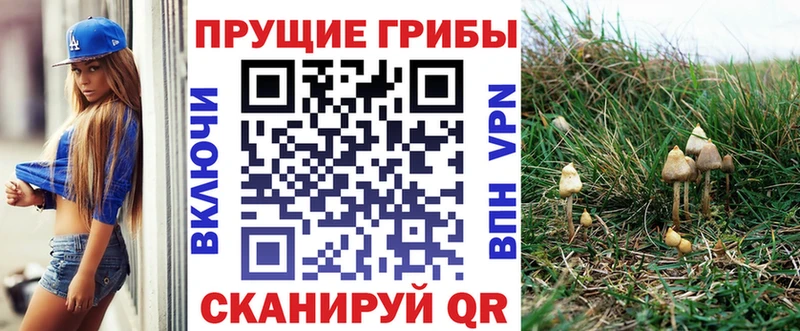 купить  сайты  Фрязино  Псилоцибиновые грибы GOLDEN TEACHER 