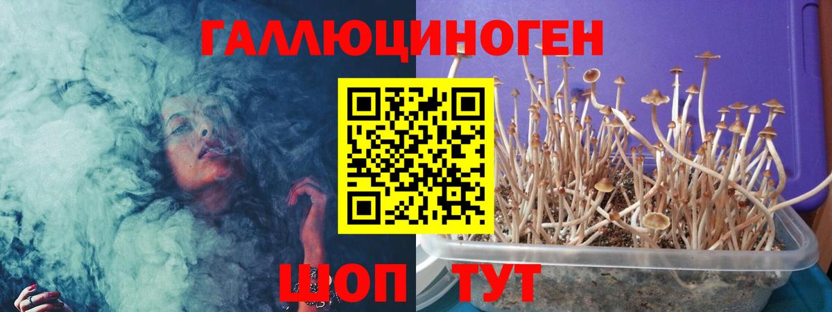 Фрязино  Псилоцибиновые грибы MAGIC MUSHROOMS  Вход с VPN 